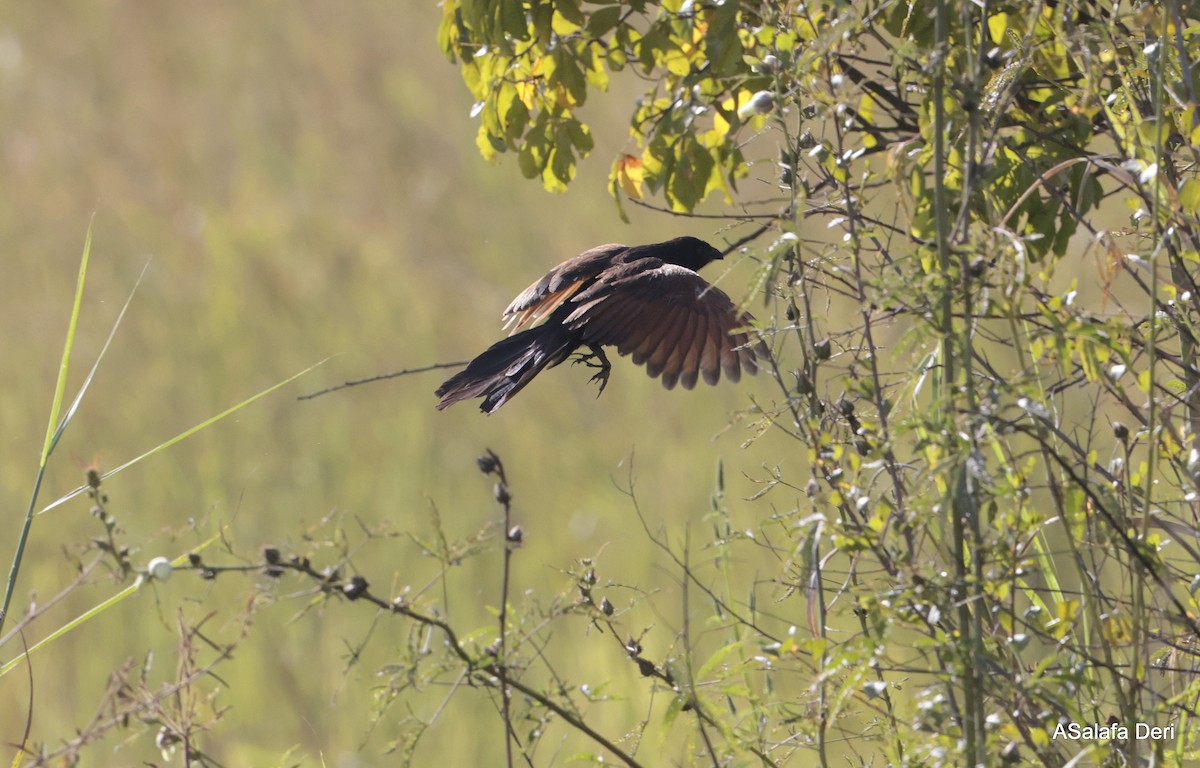 Black Coucal - ML612124695