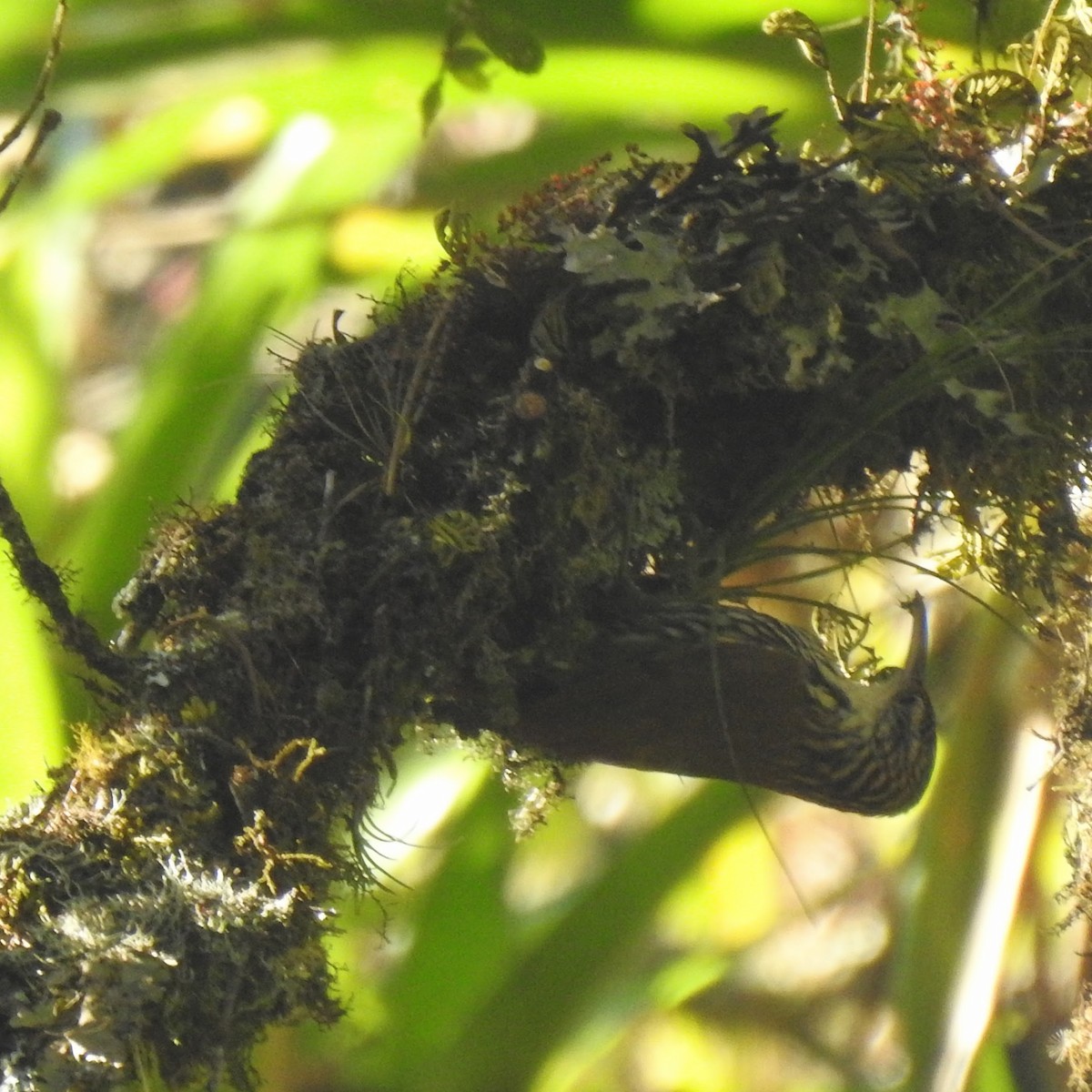 Planalto Woodcreeper - ML612124720