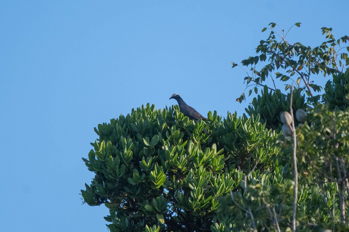 Pigeon à couronne blanche - ML612124770