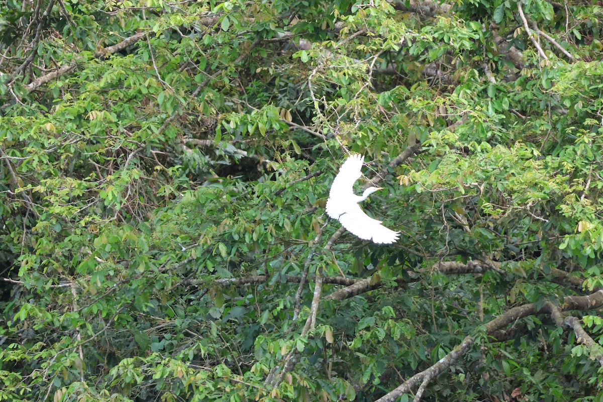 Great Egret - ML612124786