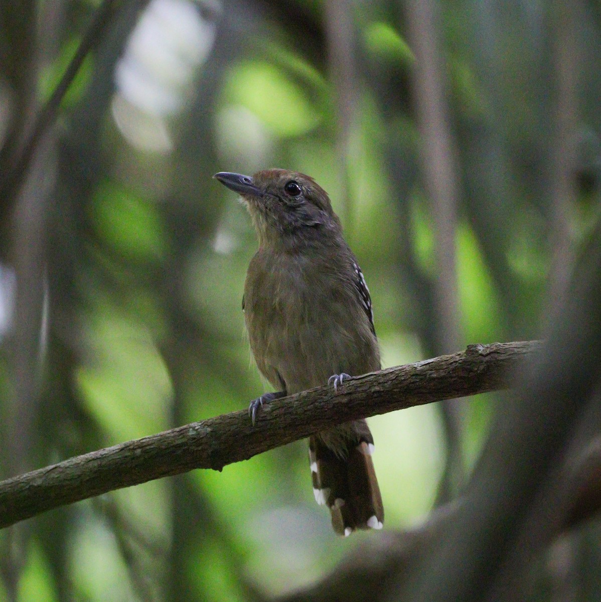 Northern Slaty-Antshrike - ML612124888