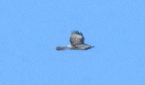 Northern Harrier - ML612124901