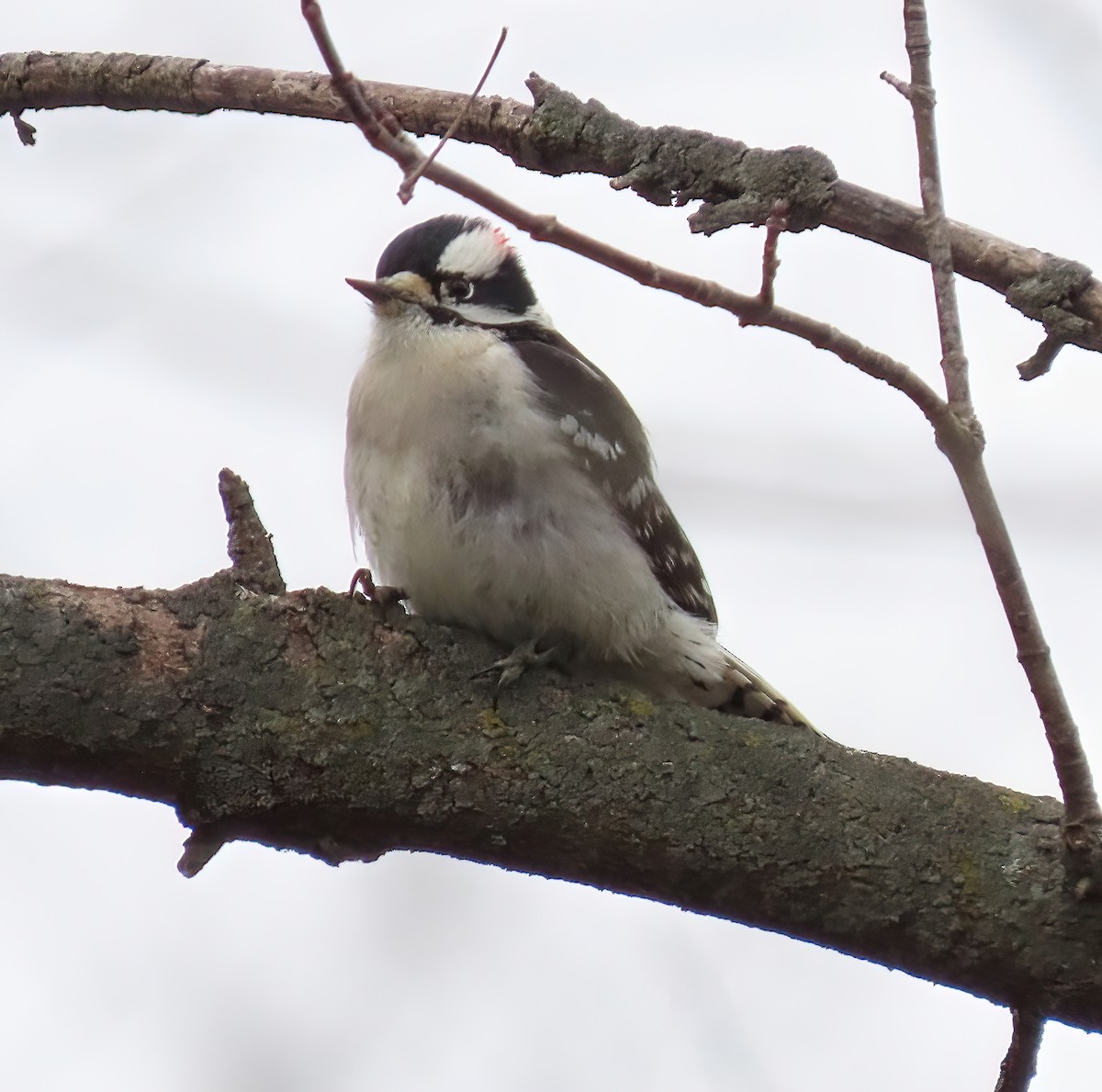 Downy Woodpecker - ML612124904