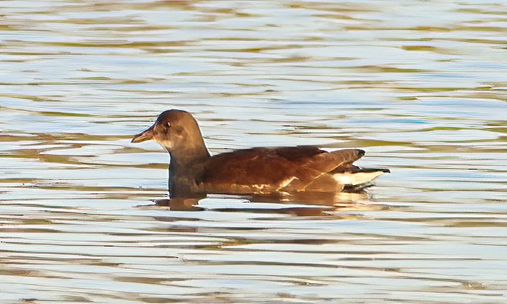 Common Gallinule - ML612124916