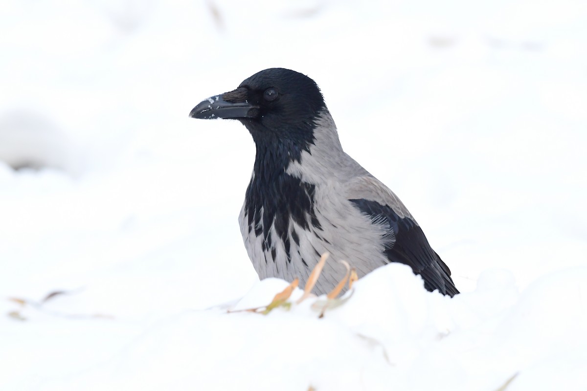 Hooded Crow - ML612124945