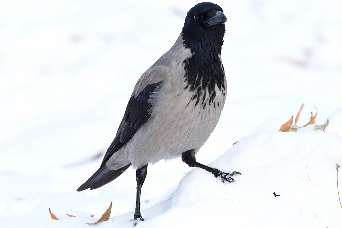 Hooded Crow - ML612124947