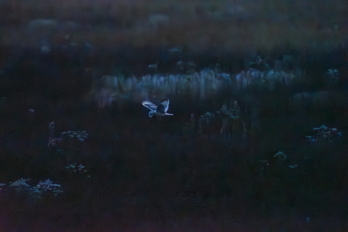 Short-eared Owl (Northern) - Collin Porter