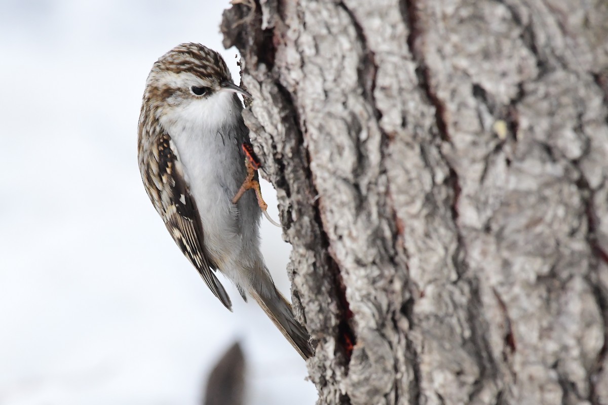 Eurasian Treecreeper - ML612124962