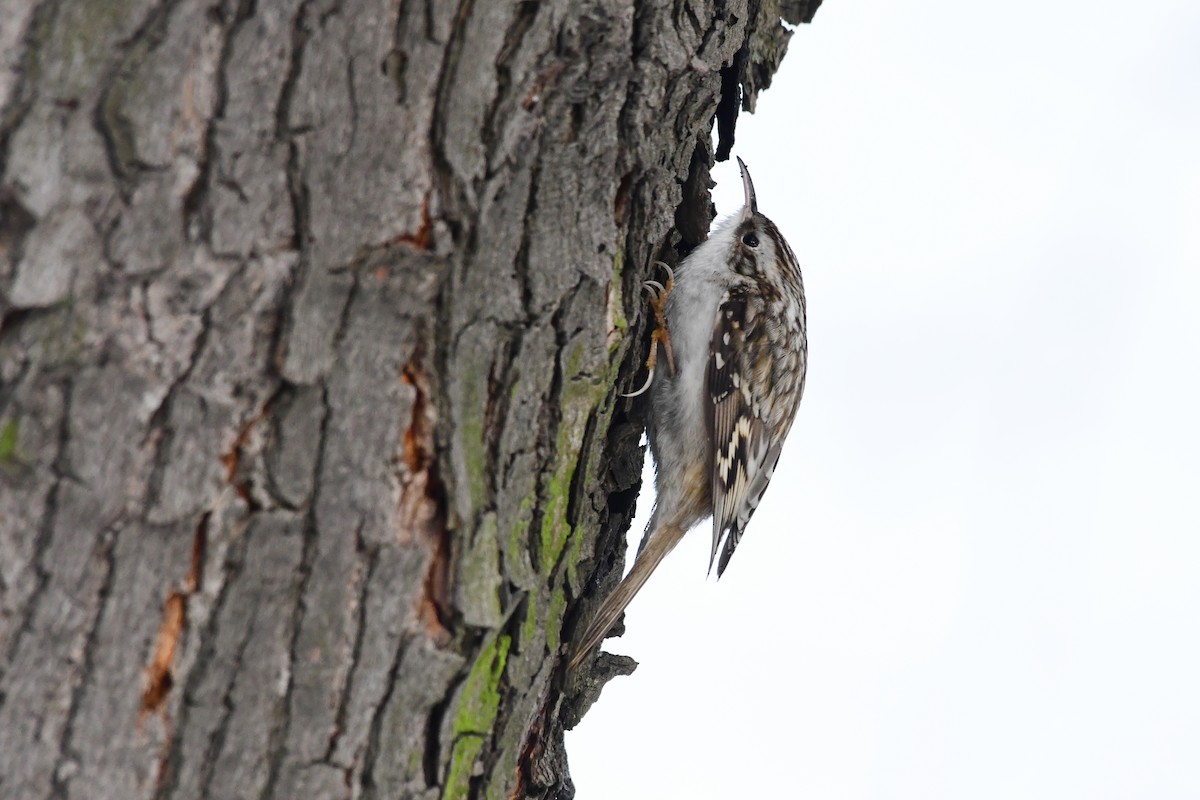 Eurasian Treecreeper - ML612124963