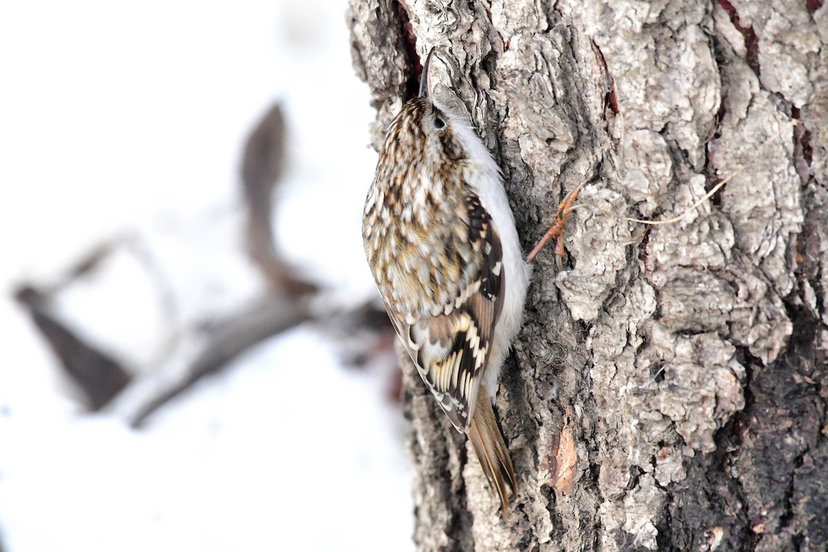 Eurasian Treecreeper - ML612124964