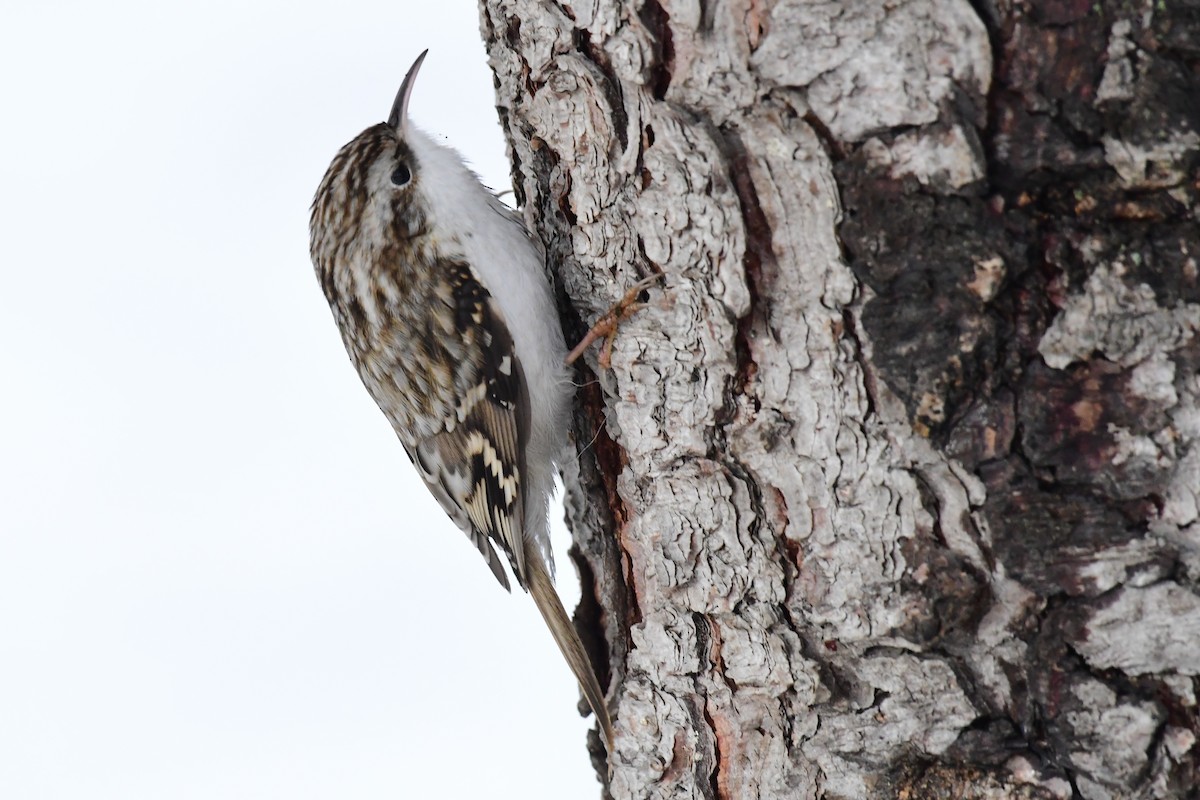 Eurasian Treecreeper - ML612124967