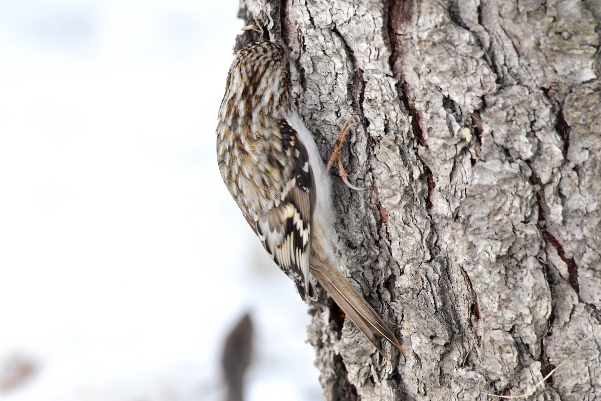 Eurasian Treecreeper - ML612124969