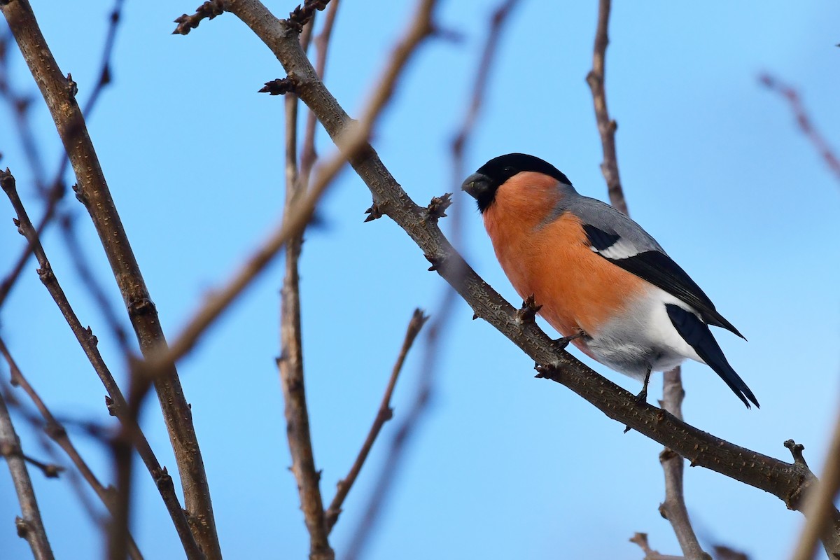 Eurasian Bullfinch - ML612124988