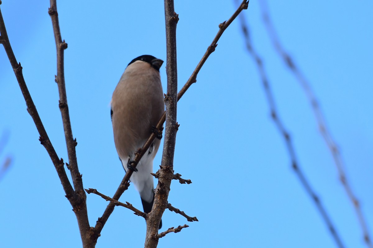 Eurasian Bullfinch - ML612124989