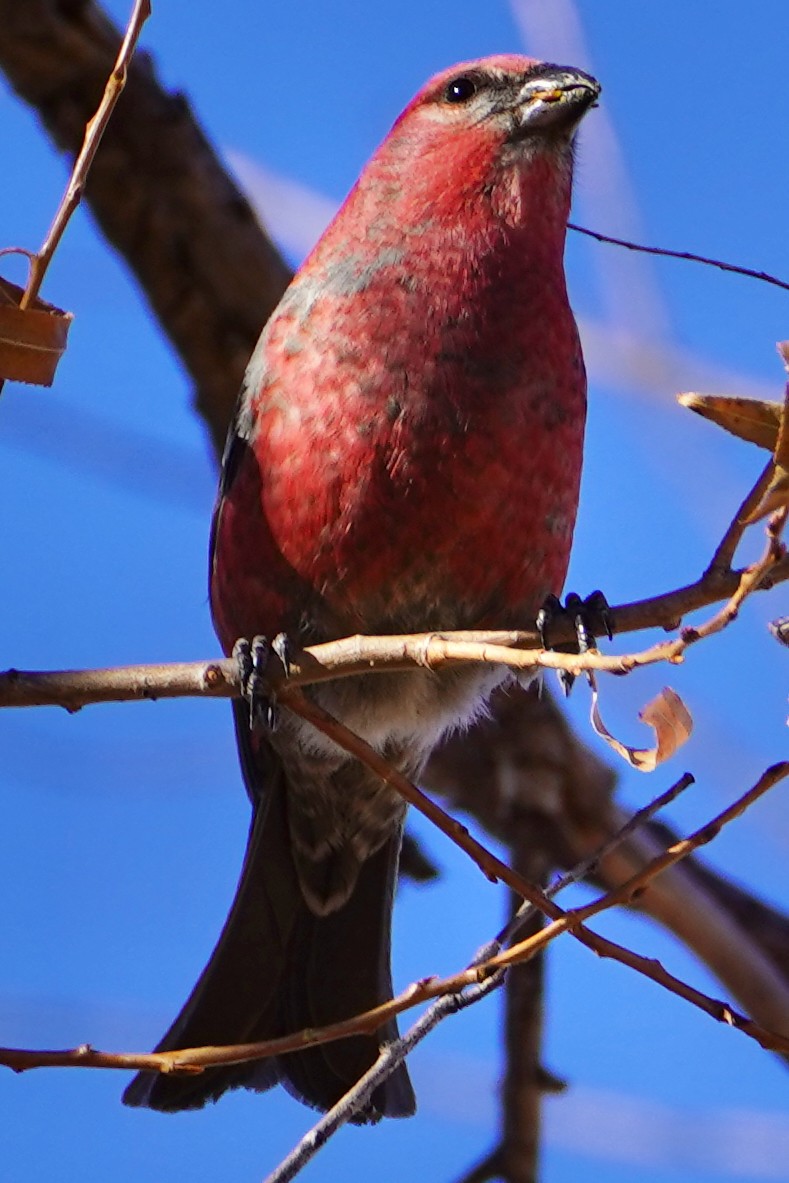 Pine Grosbeak - ML612125039