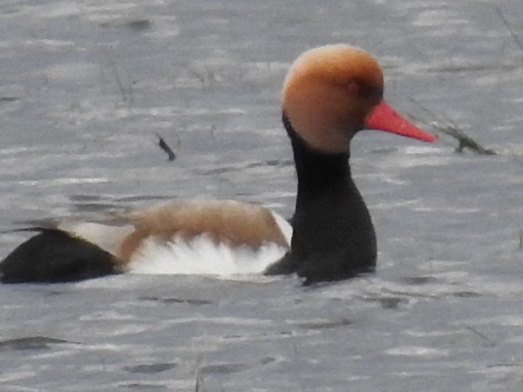 Red-crested Pochard - ML612125047