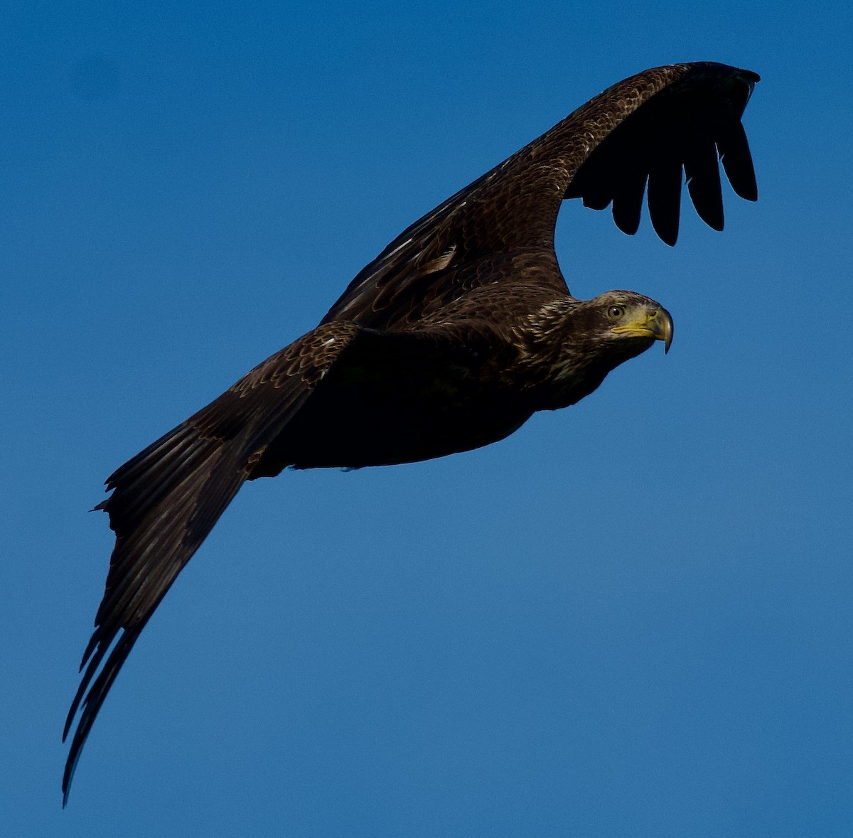 Bald Eagle - ML612125072