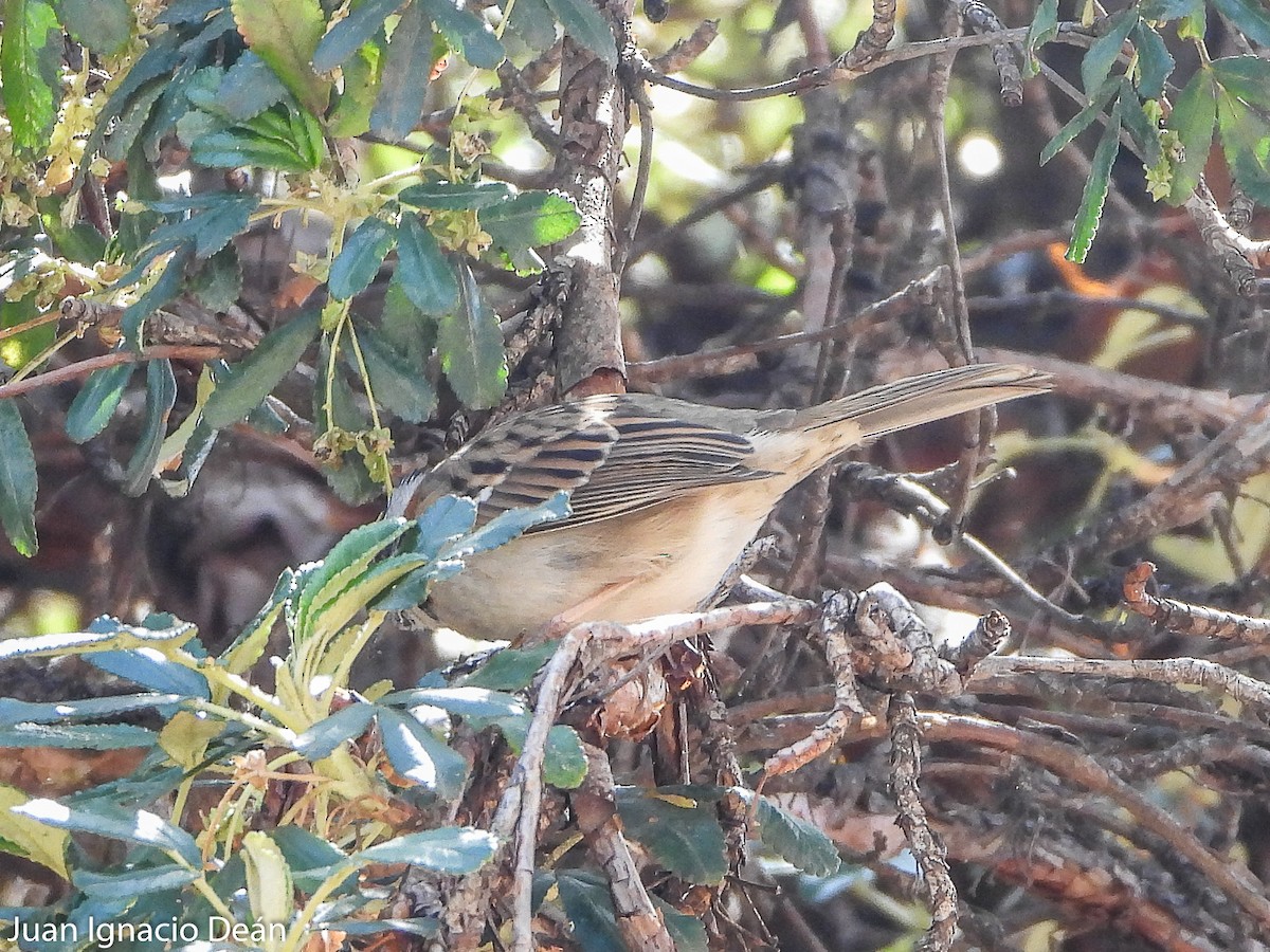Rufous-collared Sparrow - ML612125080