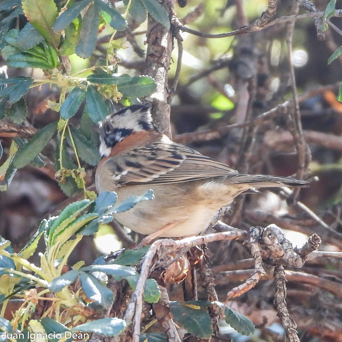 Rufous-collared Sparrow - ML612125081