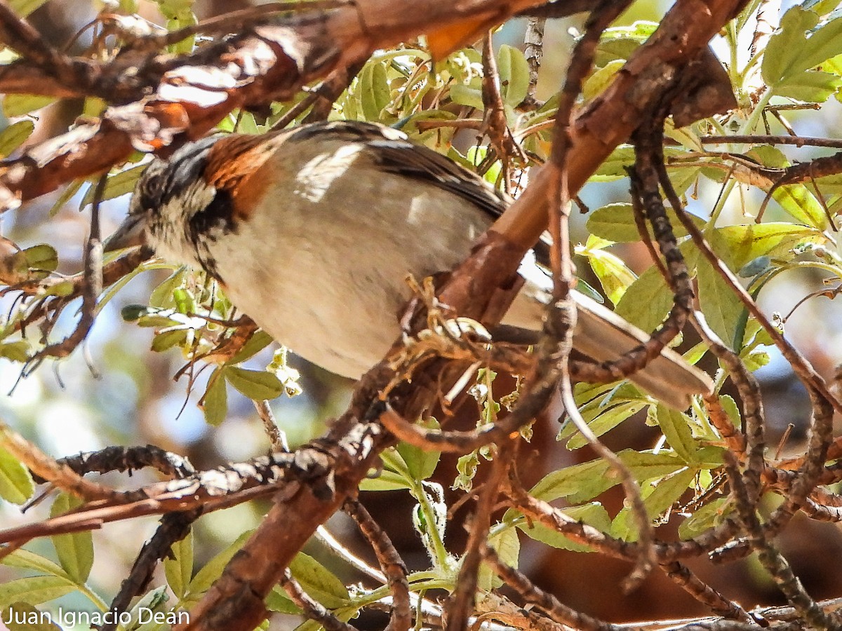 Rufous-collared Sparrow - ML612125082