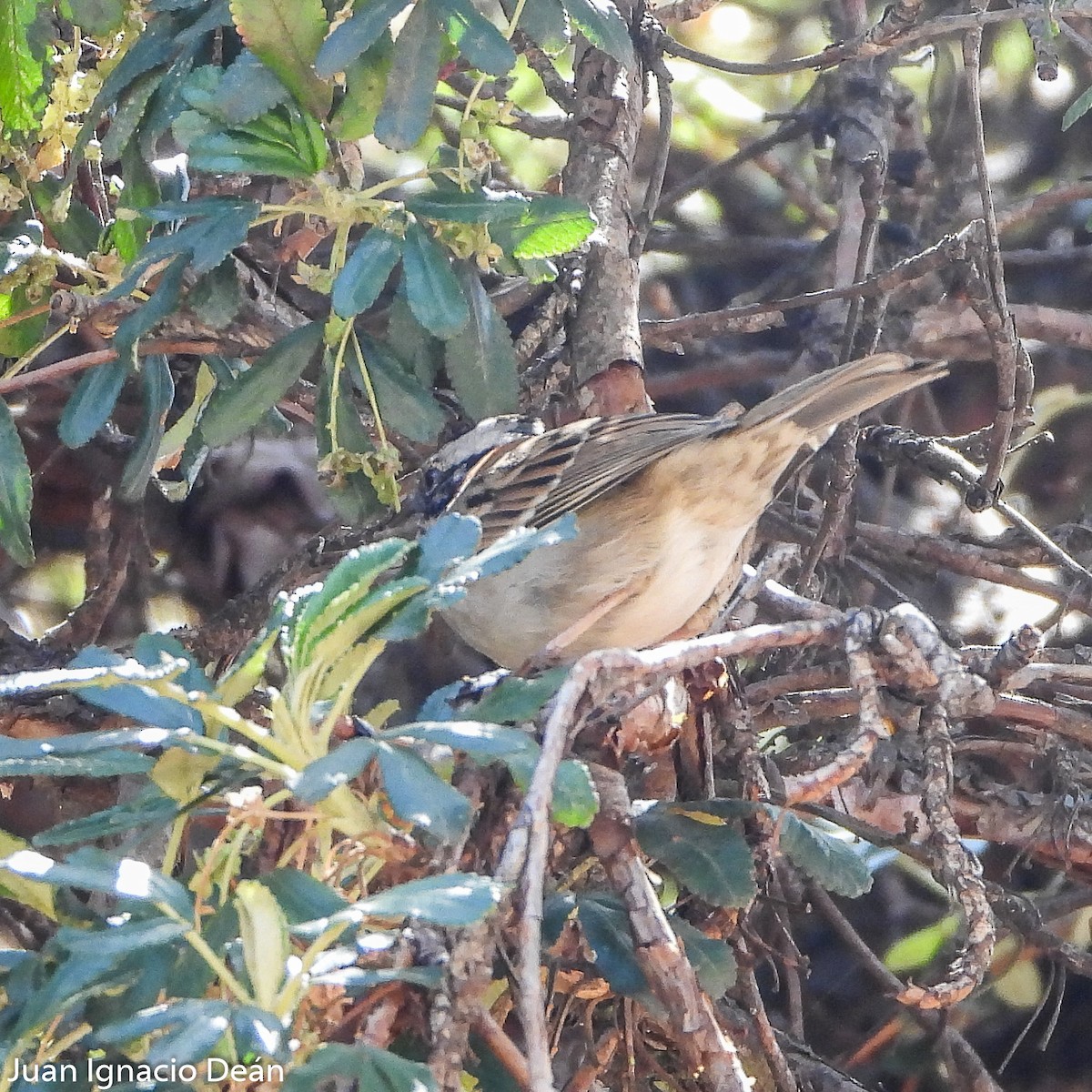 Rufous-collared Sparrow - ML612125083