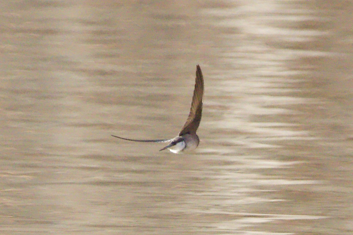 Northern Rough-winged Swallow - ML612125215