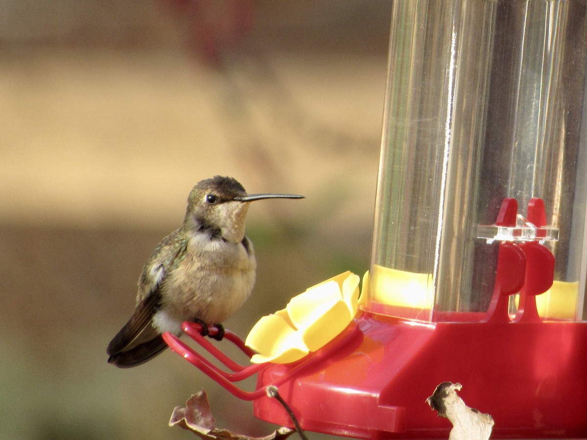 Colibrí Gorjinegro - ML612125216