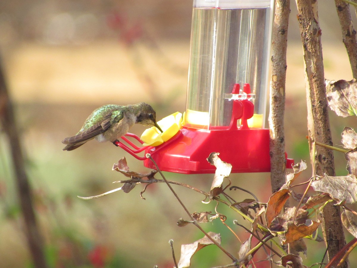 Colibrí Gorjinegro - ML612125218