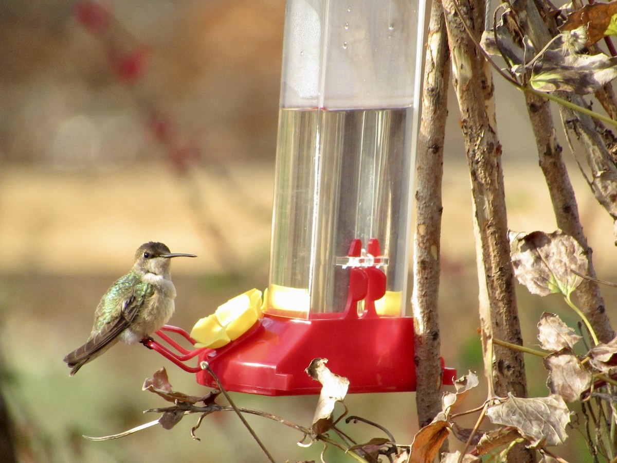 Black-chinned Hummingbird - Brian Saville