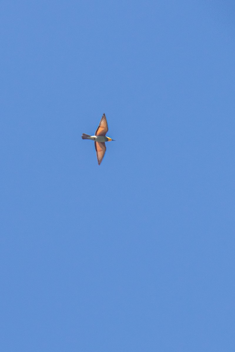 European Bee-eater - Kseniia Susiak