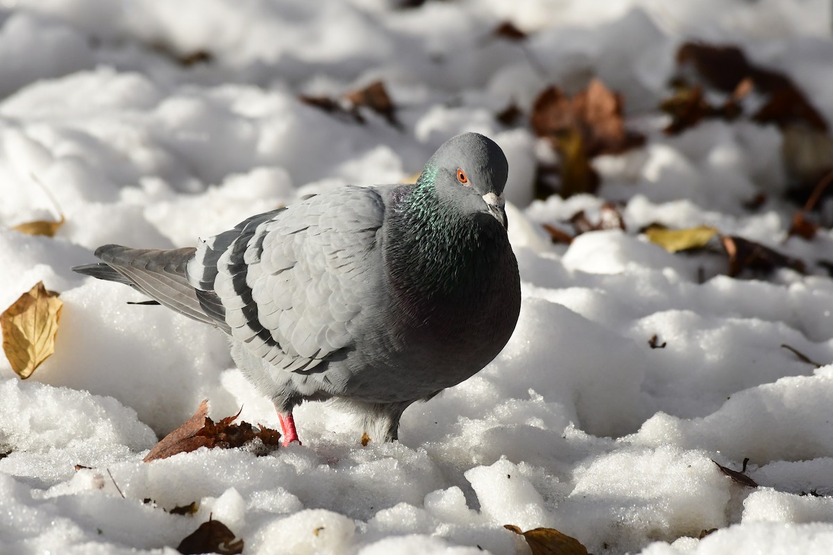 Rock Pigeon (Feral Pigeon) - ML612125265