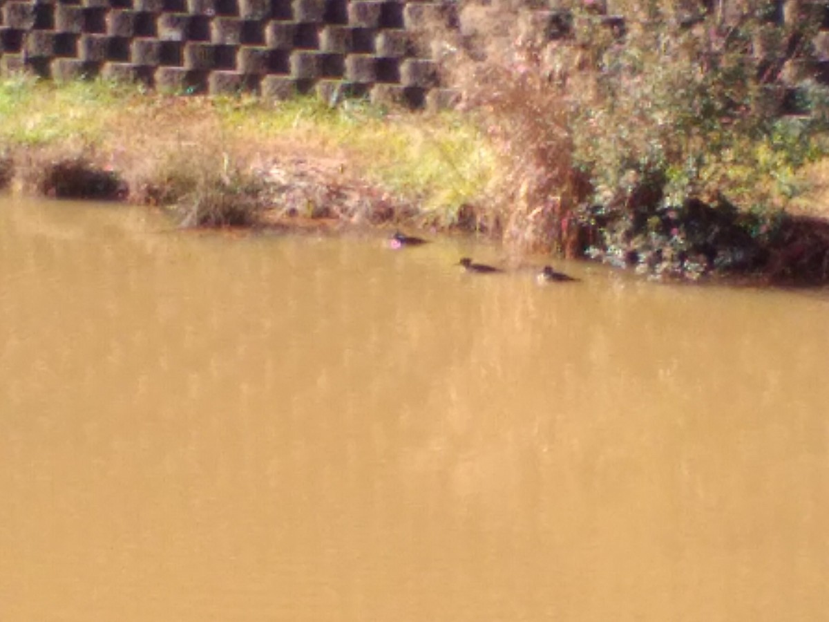 merganser sp. - ML612125309