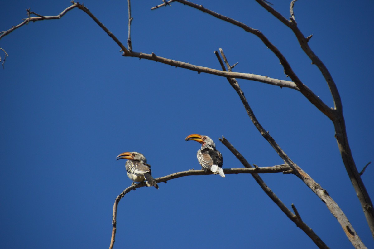 Southern Yellow-billed Hornbill - ML612125313