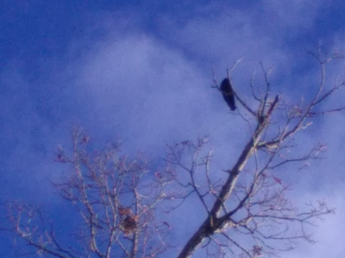 American Crow - ML612125319