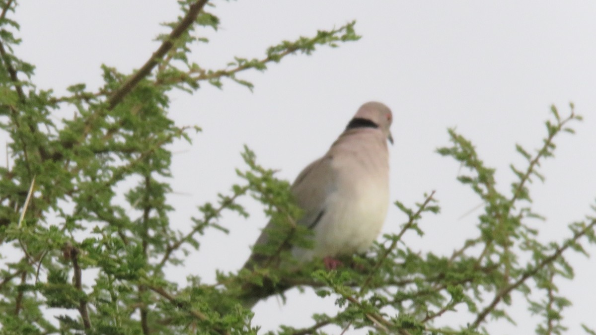 Mourning Collared-Dove - ML612125335