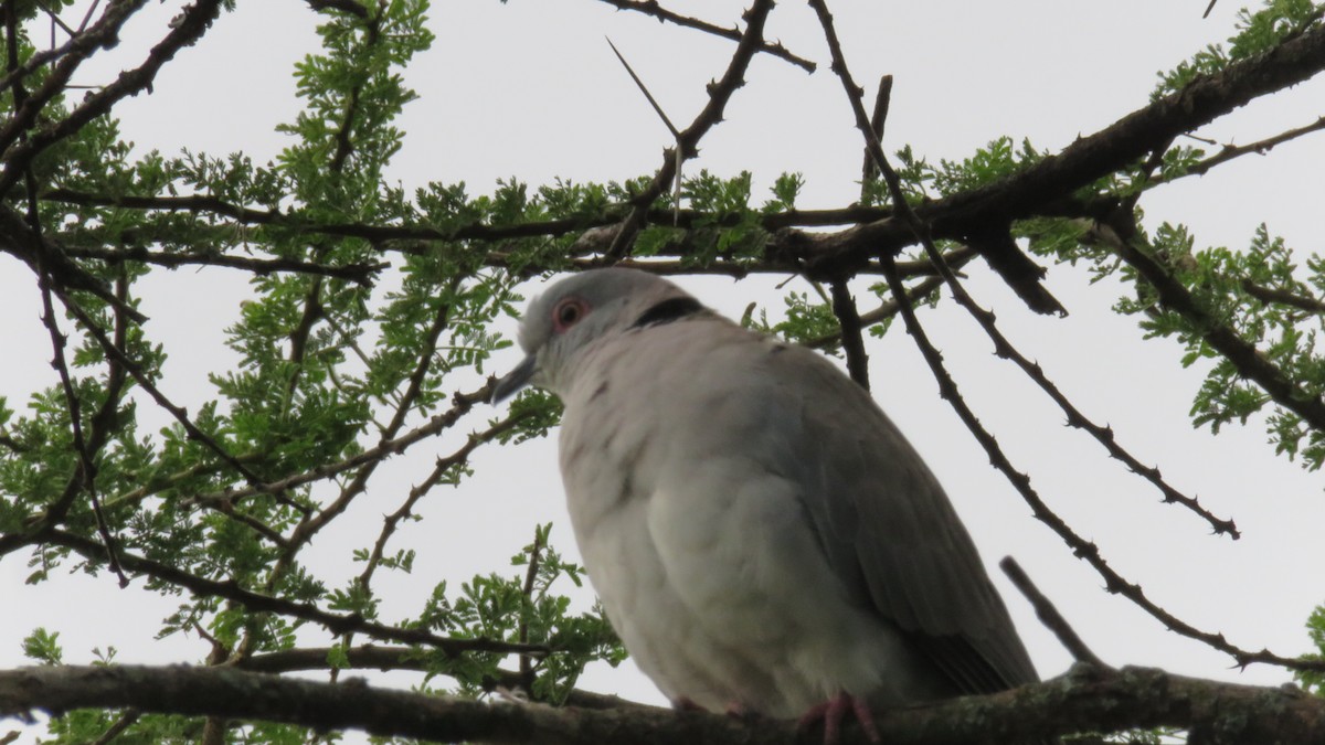 Mourning Collared-Dove - ML612125338
