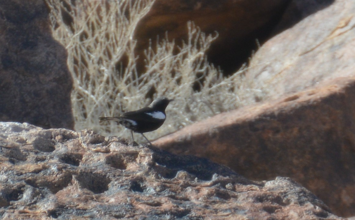 Pale-winged Starling - Charlotte Pavelka & Doug Reitz