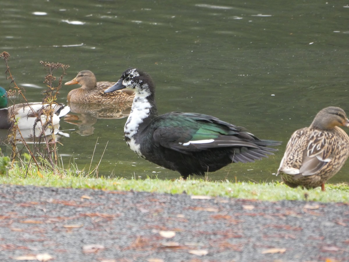 Тэжээмэл нугас - ML612125382