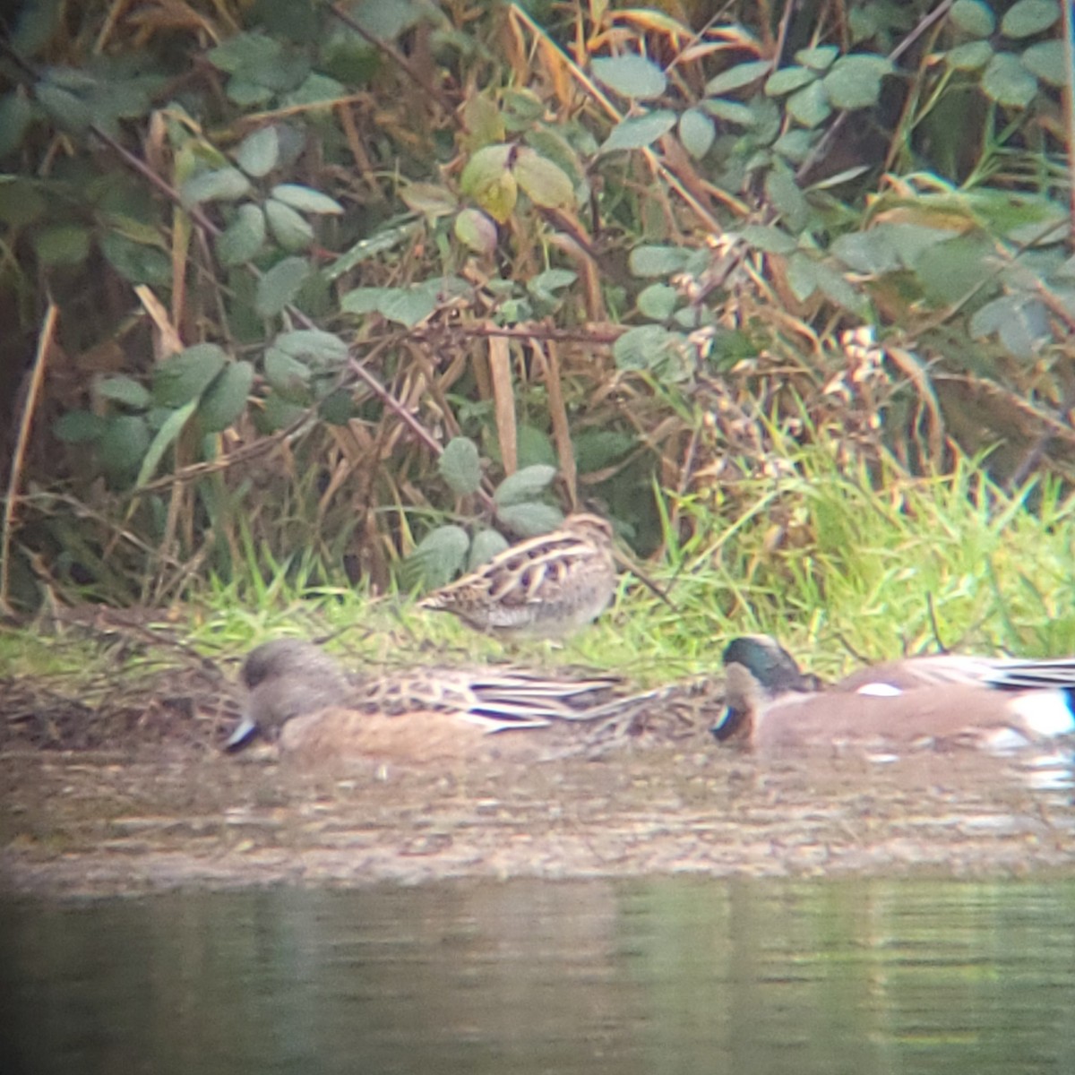 Wilson's Snipe - ML612125465