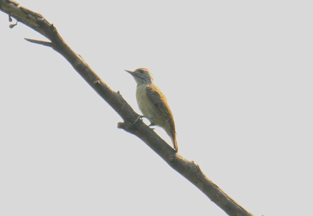 Speckle-breasted Woodpecker - ML612125499