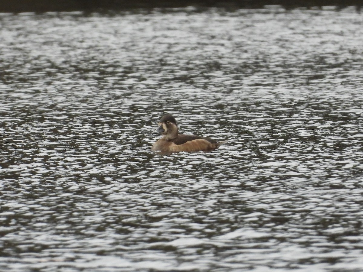 Ring-necked Duck - ML612125545