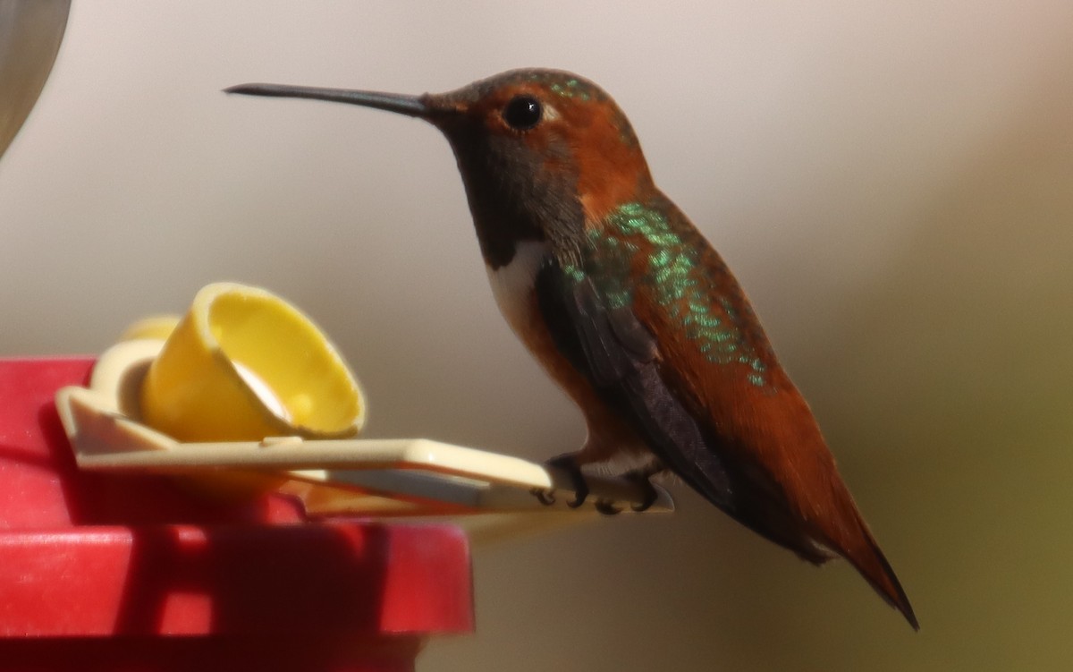 Allen's Hummingbird - ML612125560