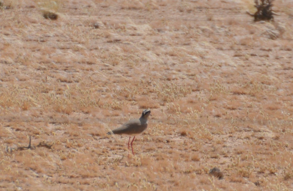 Crowned Lapwing - ML612125579