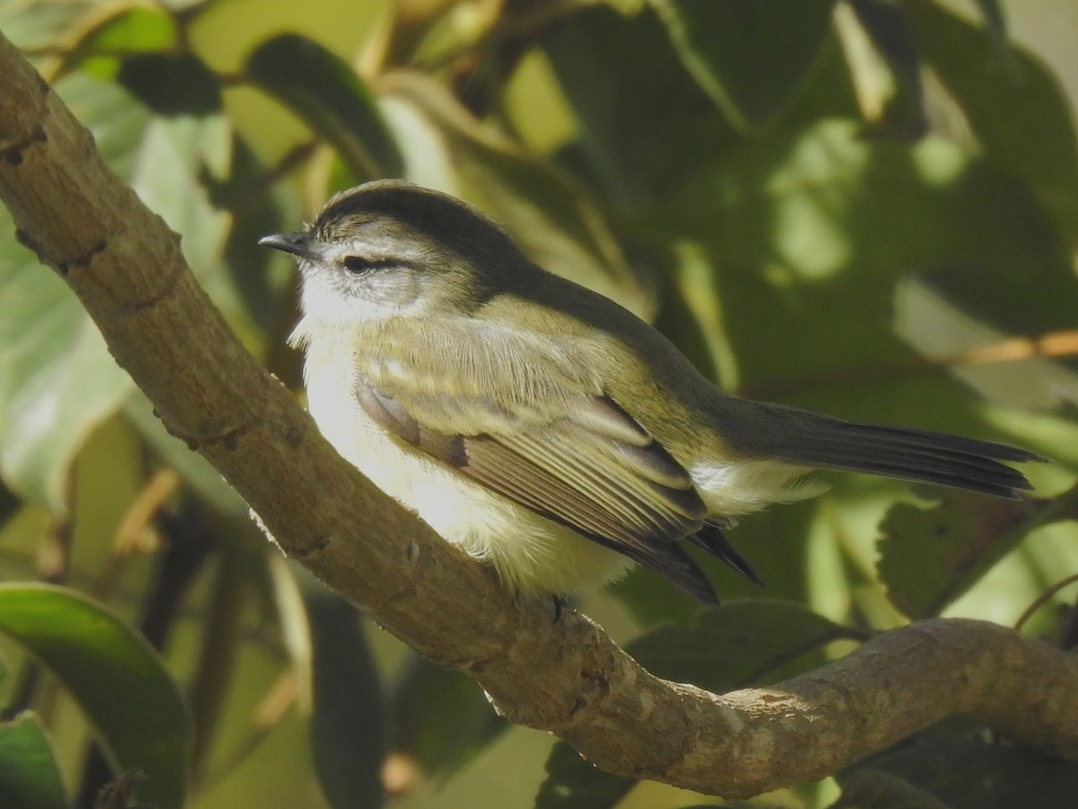 Planalto Tyrannulet - Gregg Severson