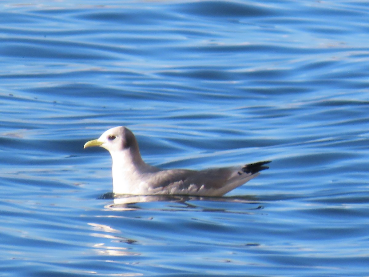 Black-legged Kittiwake - ML612125656