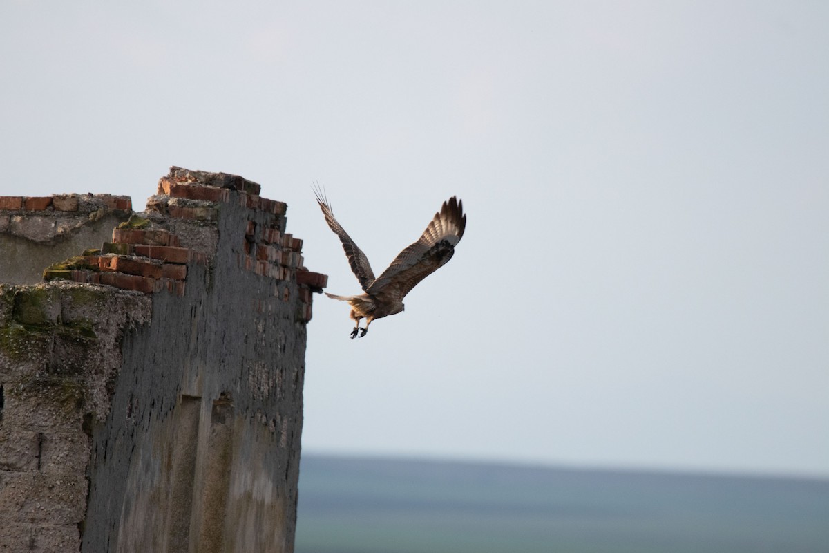 Long-legged Buzzard - ML612125695