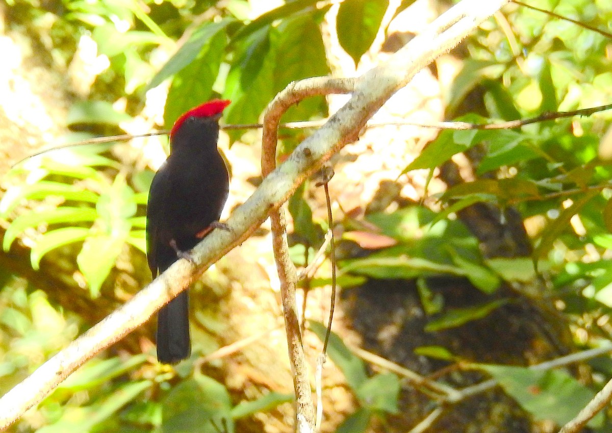 Helmeted Manakin - Bob Curry