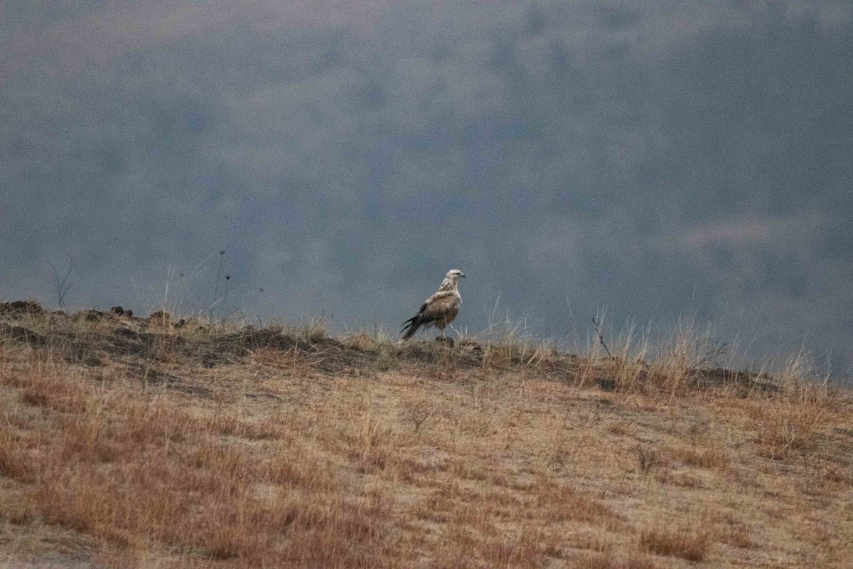 Long-legged Buzzard - Viktor Kochetkov