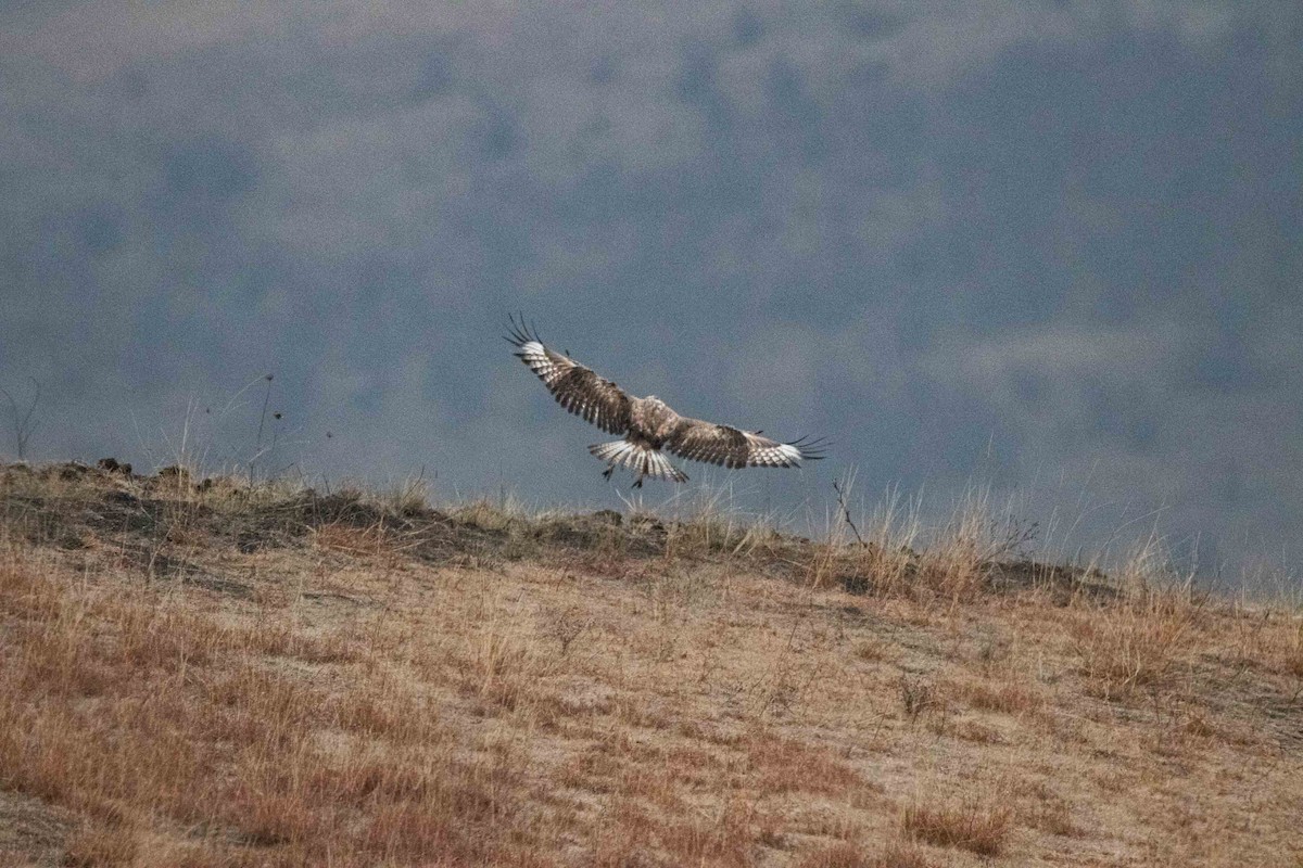 Long-legged Buzzard - Viktor Kochetkov