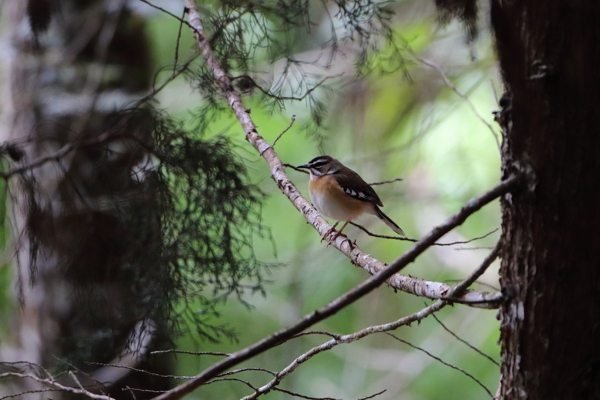 Bearded Scrub-Robin (Bearded) - ML612125894